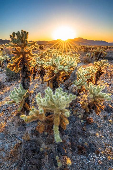 Cholla Garden Sunrise | Cholla Cactus Garden, Joshua Tree National Park, California | Mickey ...