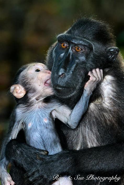 black macaque and baby - Travel Photography