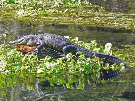 CAPTAIN TOM'S CHARTER SYSTEMS BOAT TOURS (Orlando) - All You Need to Know BEFORE You Go