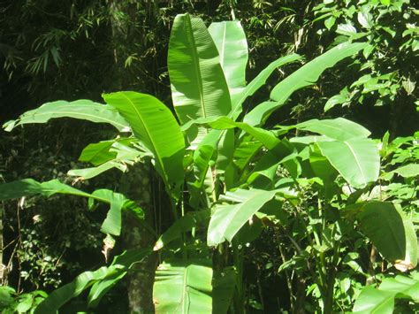 GREEN PILIPINAS