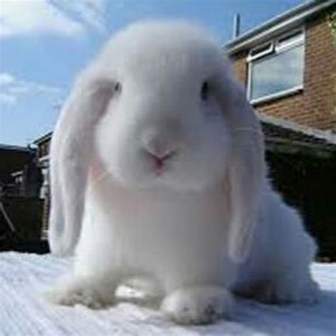 Bunny FuFu - YouTube