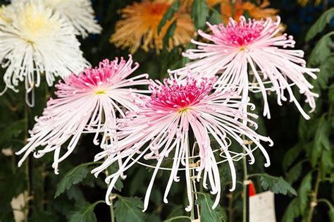 The Chrysanthemum: Flower of Emperors | Nippon.com