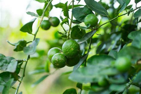 Lime tree: types, harvesting, & characteristics - Plantura