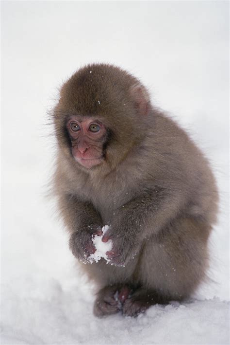 Japanese Macaque Macaca Fuscata Baby by Konrad Wothe