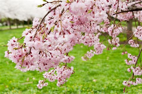 Flowering Tree Not Blooming - What's the Cause?