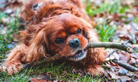 Cavalier King Charles Spaniel: Characteristics & Care | BeChewy