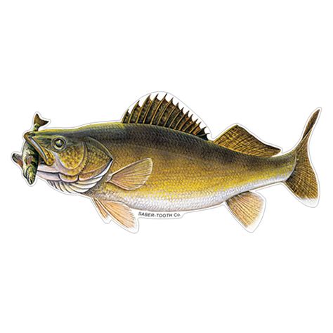 Walleye with Perch Fish Decals & Stickers | Saber-Tooth Co.