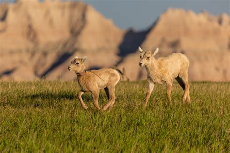 Badlands National Park Wildlife | Matthew Paulson Photography