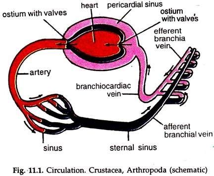 Diagram of the Circulatory System in Invertebrates | Zoology