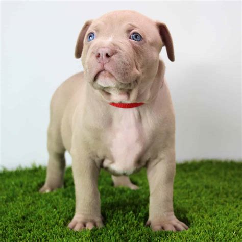 Pitbull Puppies For Sale In Ohio, OH XL Bully Puppies