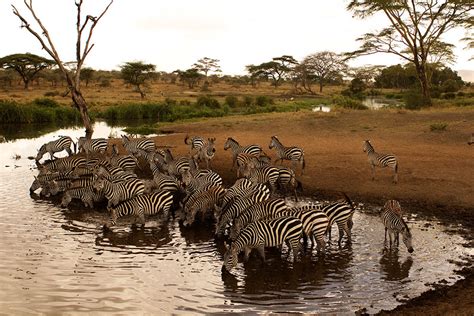 Safari Trip to Serengeti National Park - Eco Adventure Safaris