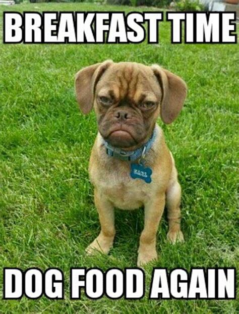 The 10 Best Memes of 'Grumpy Dog'