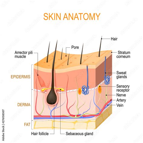 Skin anatomy. Layers: epidermis (with hair follicle, sweat and ...