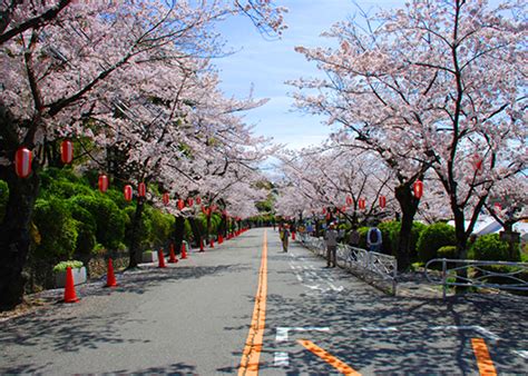 Locals Recommend: 10 Favorite Places for Cherry Blossoms in Osaka Map view of this article ...