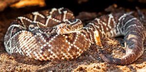 Can You Survive a Rattlesnake Bite Without Treatment?