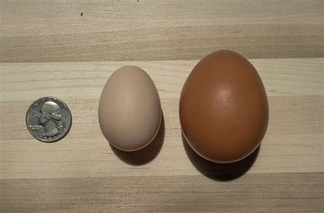 One of my white Silkies laid her first egg today! Here it is compared to one of the eggs from my ...