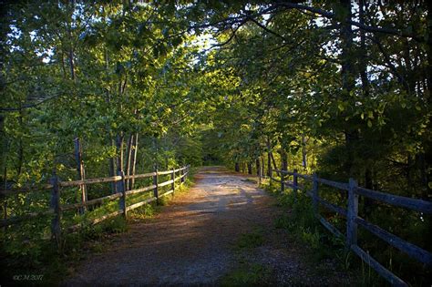 Reconnecting Nature Photograph by Catherine Melvin - Fine Art America