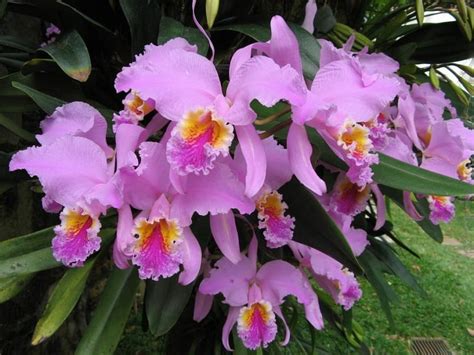 Cattleya: cultivo