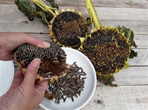 How to Harvest Sunflower Seeds, a Helpful Guide, With Images ...