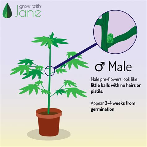 Identify male, female and hermaphrodite Cannabis plants