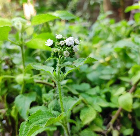 Buy Sahadevi Plant (Vernonia cinerea) | Purple Fleabane Plant for Vastu