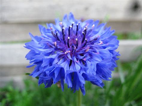 Centaurea Cyanus: The National Flower of Germany