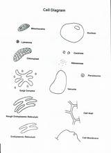 Printable Cell Coloring Page sketch template