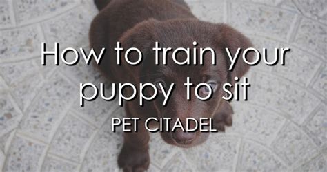 How To Train Your Puppy To Sit From Home - Pet Citadel