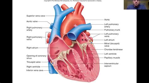 Heart Anatomy Lecture - YouTube