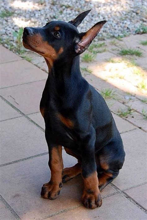 Pin by Mari Carmen González on Doberman puppies | Dog breeds, Loyal dog breeds, Cute cats and dogs