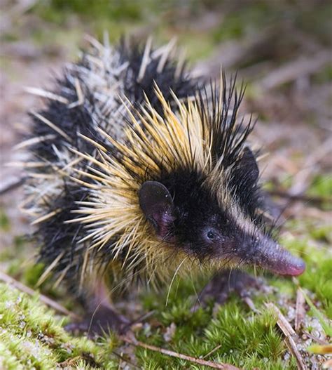 Practical Prickles: Streaked Tenrec | Answers in Genesis