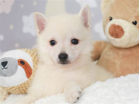 Schipperke Puppy Official Supplier | www.pinnaxis.com