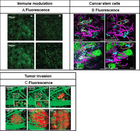 Examples of imaging modalities for immunomodulation, cancer stem cells ...