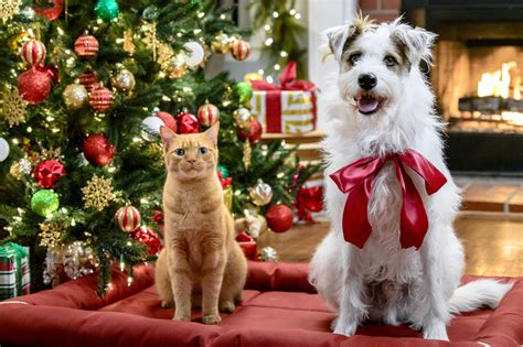 Christmas Dog And Cat