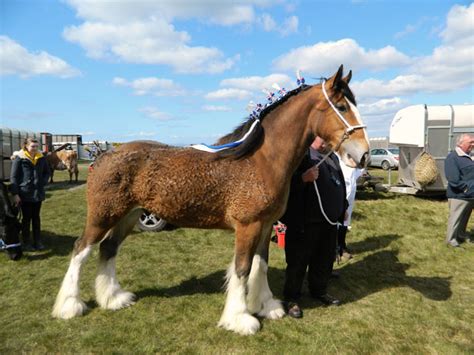 Clydesdale Horse Free Stock Photo - Public Domain Pictures