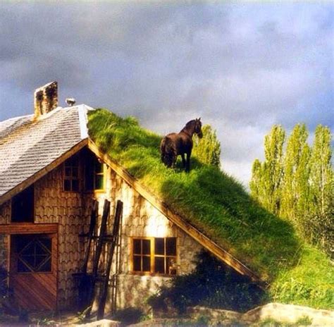 A house with a grass roof Interesting Photos, Cool Photos, Roof, Grass, Cabin, Homes, House ...