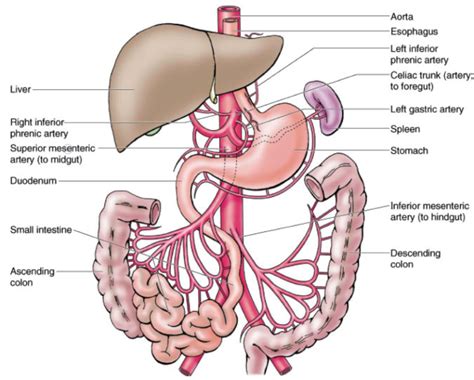 Mesenteric Artery Disease - Dr Pankaj Jha