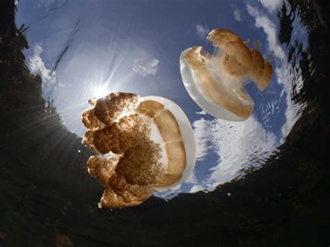 Golden Jellyfish | National Geographic | Jellyfish pictures, Jellyfish, Jellyfish craft