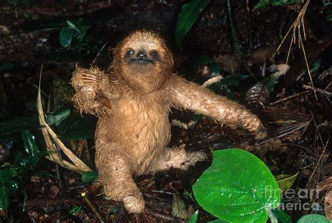 Baby Three-toed Sloth Photograph by Gregory G. Dimijian, M.D. - Fine ...