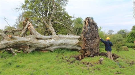 Uprooted tree reveals 1,000-year-old skeleton - CNN