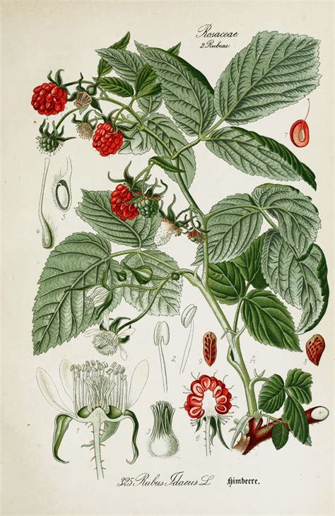 American Raspberry Rubus idaeus Botanical Illustration from Flora of Germany circa 1903 ...