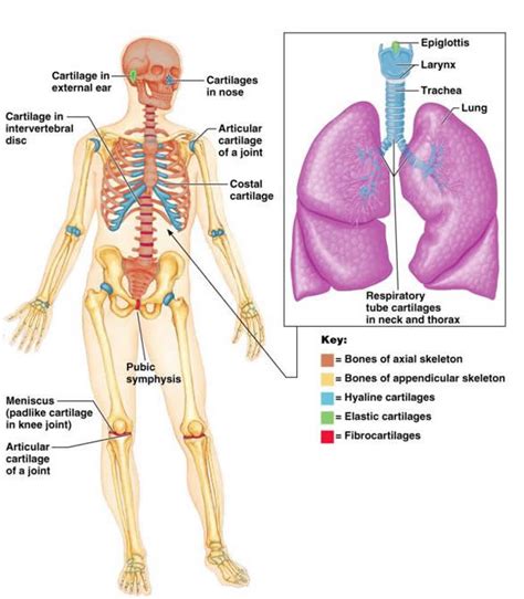 Skeletal Cartilages : Anatomy & Physiology