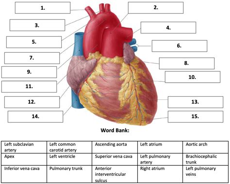 BIO 114 - Anterior View of the Heart Quiz - By tgardiner9