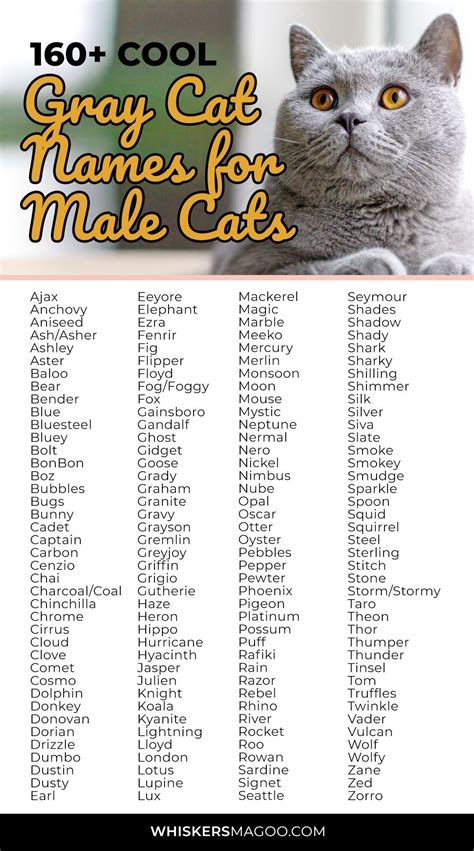 160+ Cool Gray Cat Names for Male Cats