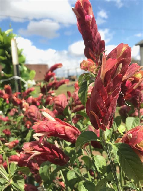 How to Care for a Shrimp Plant — Garden Valley Farmers Market