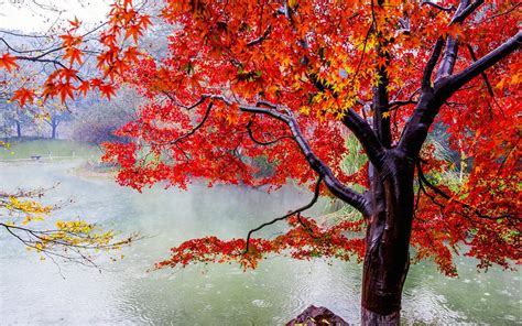 beautiful, Autumn, Maple, Leaf, Fresh, Photography, Rain Wallpapers HD / Desktop and Mobile ...