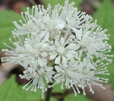 White Baneberry (Actaea pachypoda) - 07a - Wild Flowers of Sleepy Hollow Lake From All-Creatures.org