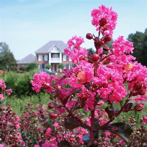 Pink Velour Crape Myrtle Trees for Sale– FastGrowingTrees.com