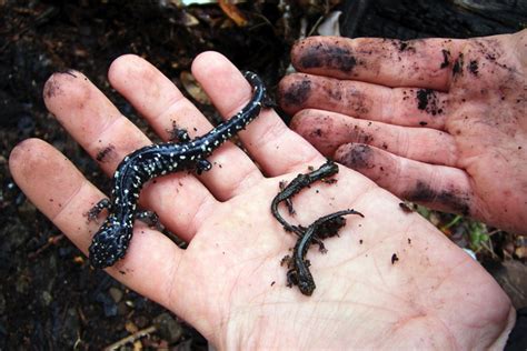 Black Salamander Facts and Pictures