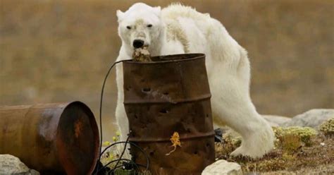 Starving polar bear in viral video likely the product of climate change ...